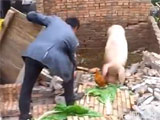 房屋塌十余隻豬被砸死