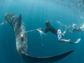 男孩海中大胆骑9米长鲸鲨