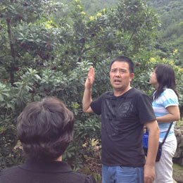 田园杨梅专业合作社社长朱明亮培植出精品杨梅