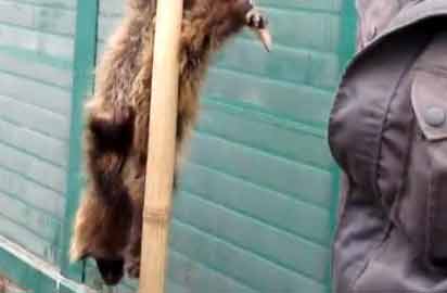 Ұ�����ﱻ���̵��ҽ���