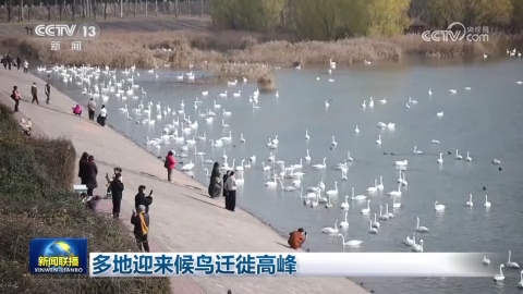 [视频]多地迎来候鸟迁徙高峰