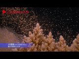 澳大利亞大堡礁數十億珊瑚產卵 場面壯觀
