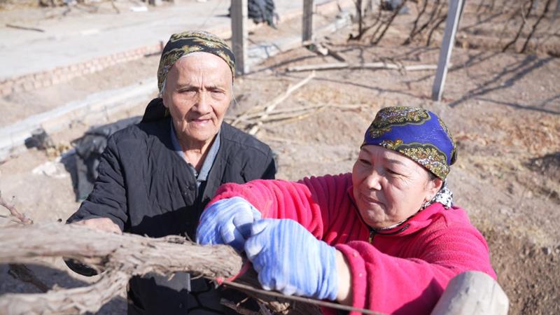 【人民映像】海力其汗·玉素甫：“葡萄奶奶”研究推廣葡萄種植技術50余年