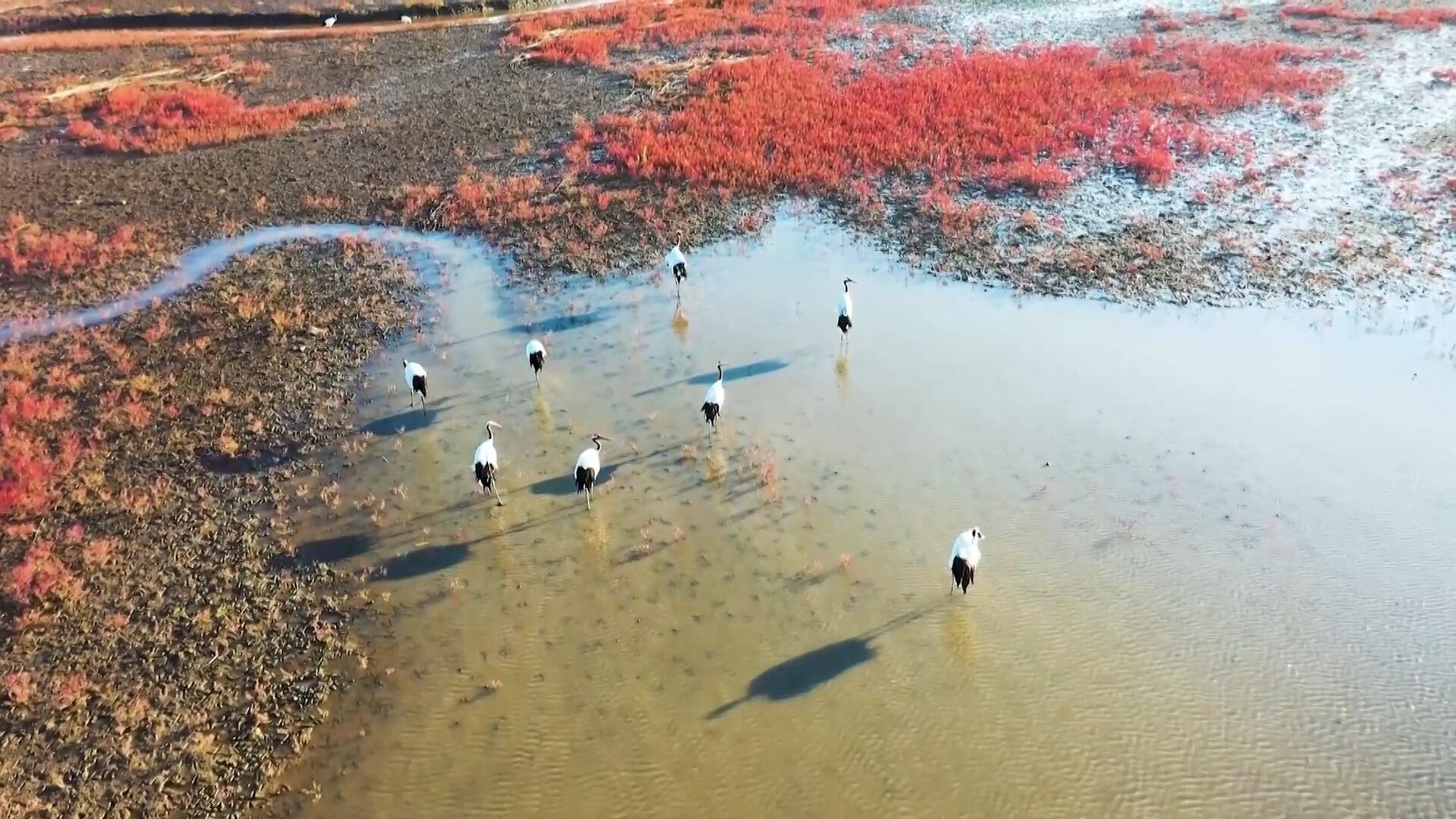 【人民映像】趙仕偉：葦海深處，守護鶴鳴