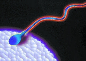 英科学家首次利用人体干细胞造出人造精子