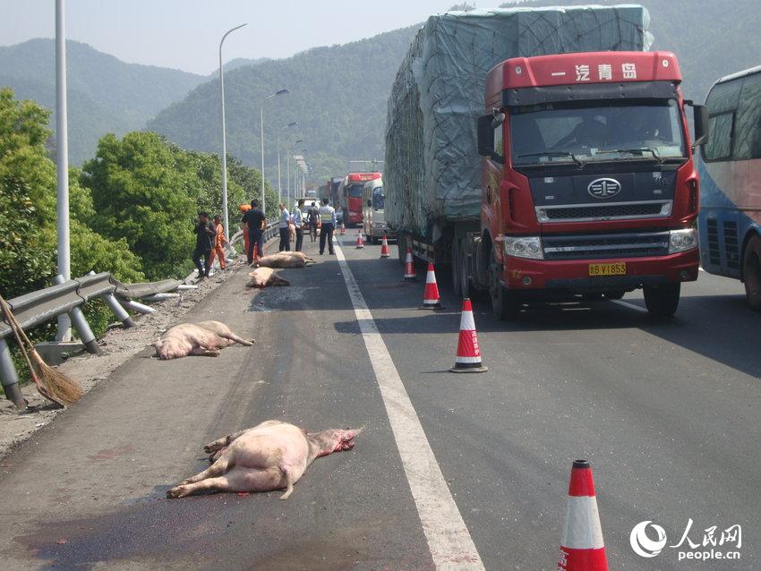 浙江台州:20头"二师兄"高速五一游 突遭车祸12头横尸路中央