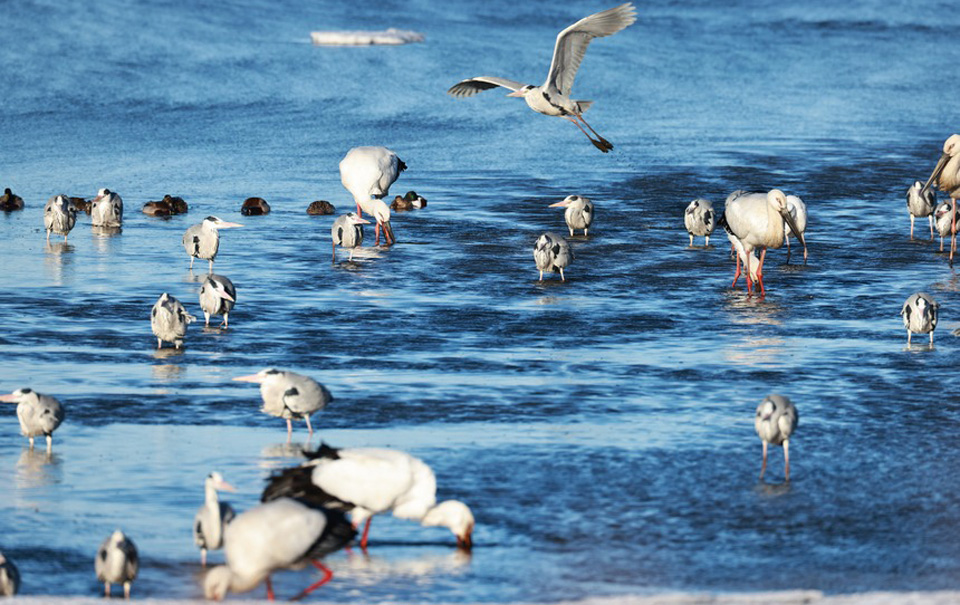 三江國家級自然保護區迎來大批回遷候鳥