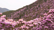 昆明東川滿山浪漫紫 隔屏都能嗅到花香